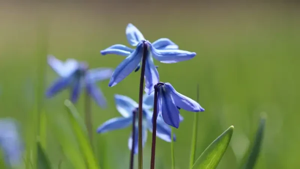 Amsonia-4