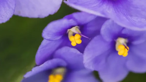 Amsonia-5
