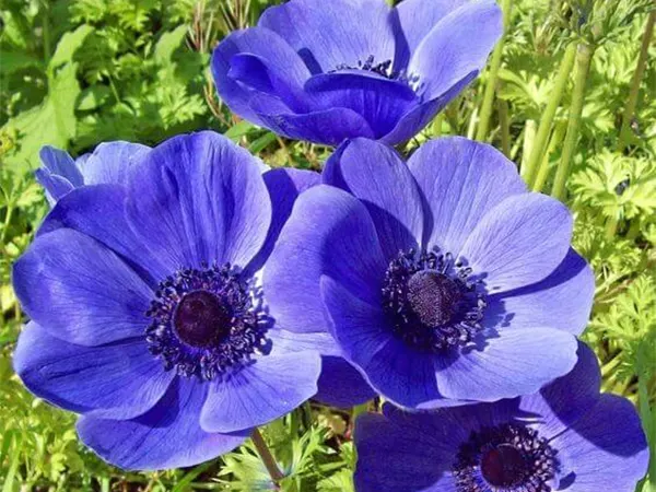 Anemone Plant