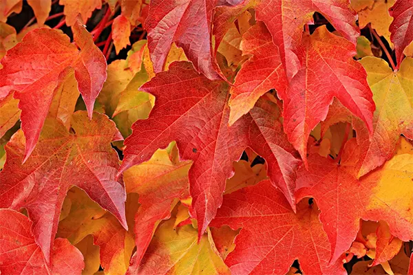 Autumn Blaze Maple Tree Leaves