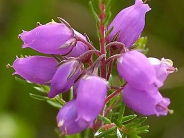 Bell Heather Plant