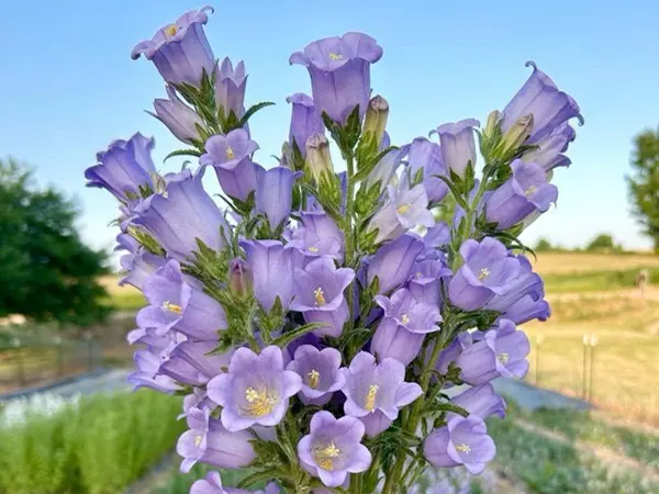 Bellflower Plant