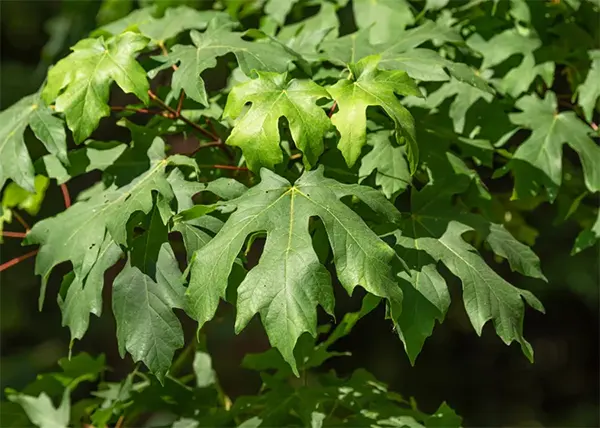 Big Leaf Maple