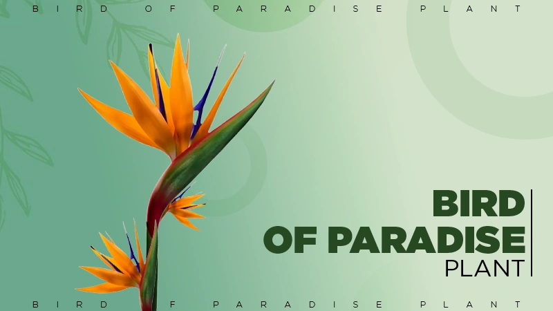 Bird of Paradise