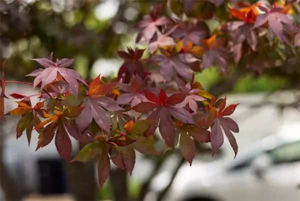 Bloodgood Japanese Maple