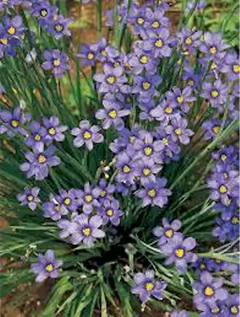 Blue eyed Grass Plant