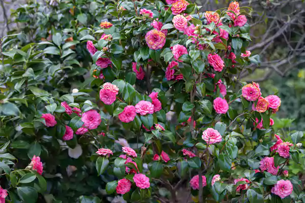 Camellia