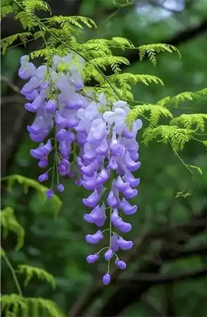 Canterbury Bells Plant