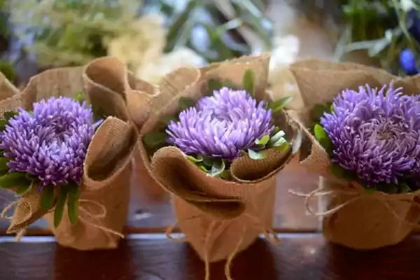 Chinese Aster Plant