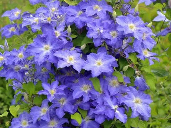 Clematis Plant