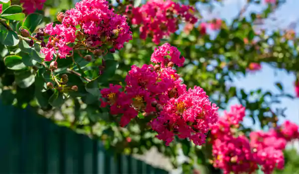 Crepe Myrtle