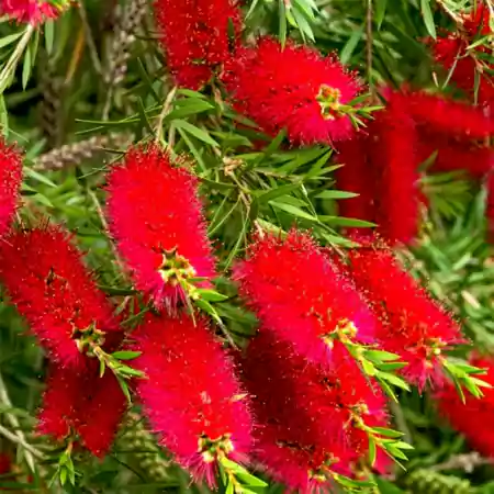 Crimson Bottlebrush