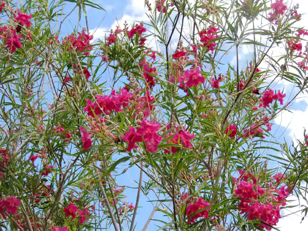 Desert Willow