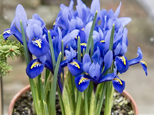 Dwarf Iris Plant