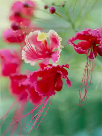 Dwarf Poinciana Tree