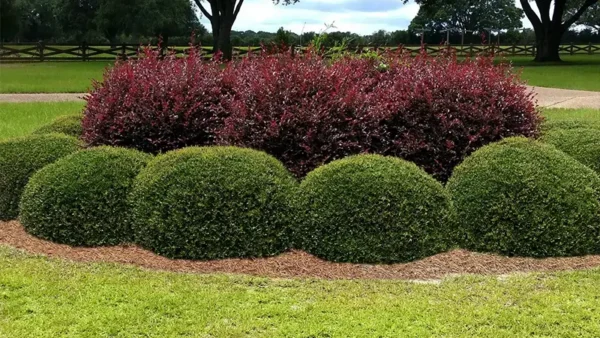 Dwarf Yaupon Holly-2