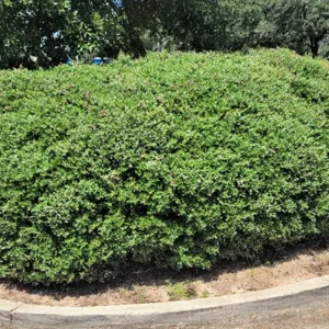 Dwarf Yaupon Holly