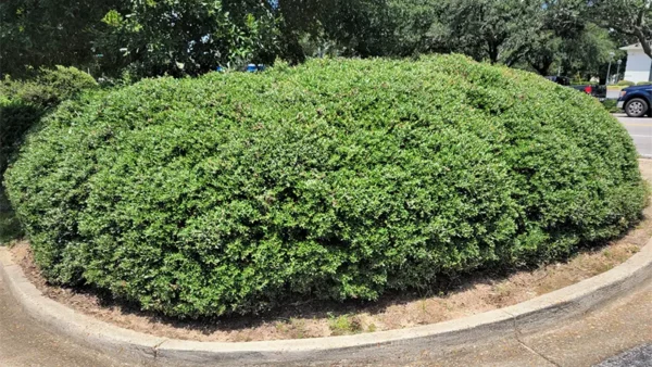 Dwarf Yaupon Holly