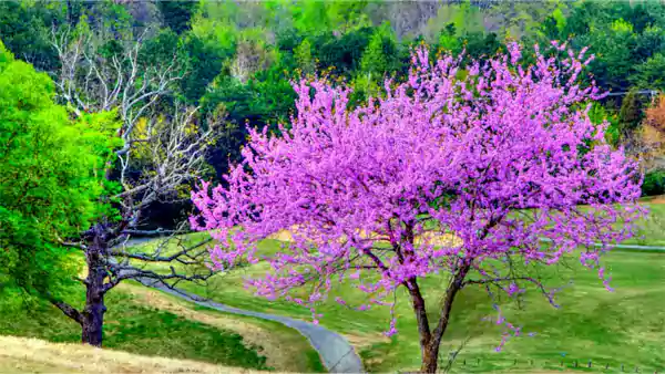 Eastern Redbud