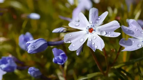 Emerald Blue Creeping Phlox-1