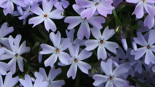 Emerald Blue Creeping Phlox-2