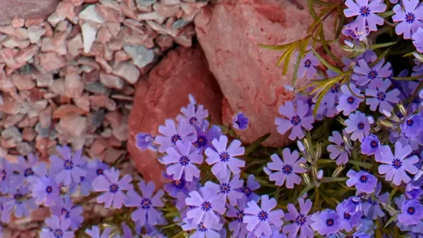 Emerald Blue Creeping Phlox-3