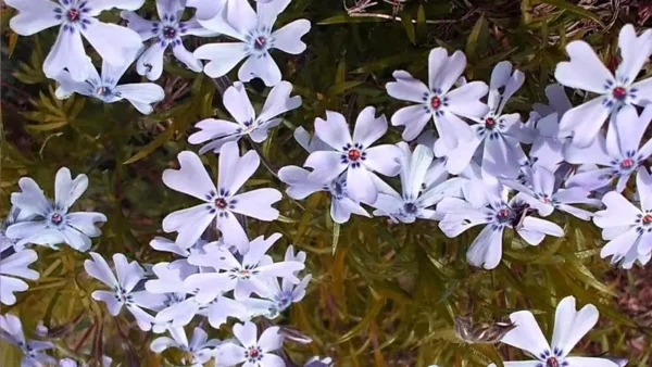 Emerald Blue Creeping Phlox-4