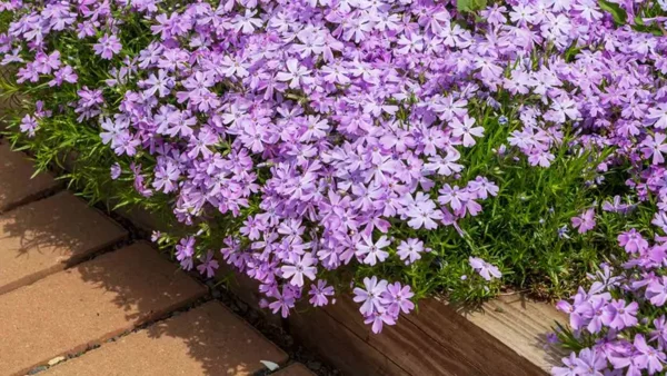 Emerald Blue Creeping Phlox-5