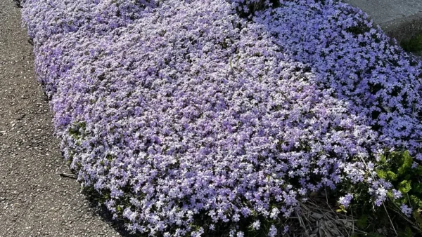 Emerald Blue Creeping Phlox