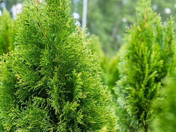 Emerald Green Arborvitae