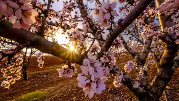 Flowering Almond Tree