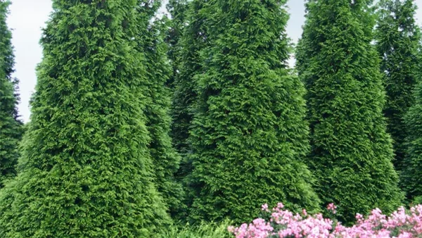 'Green Giant' Arborvitae (Thuja)