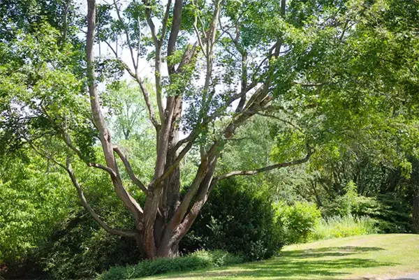 Hedge Maple