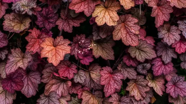 Heuchera-3