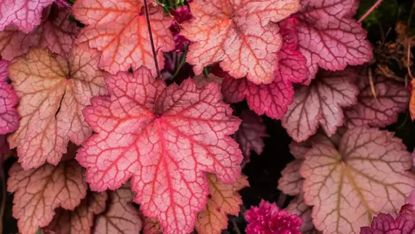 Heuchera-4