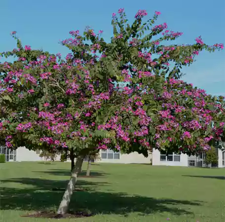 Hong Kong Orchid Tree