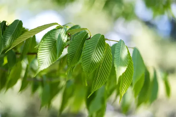 Hornbeam Maple