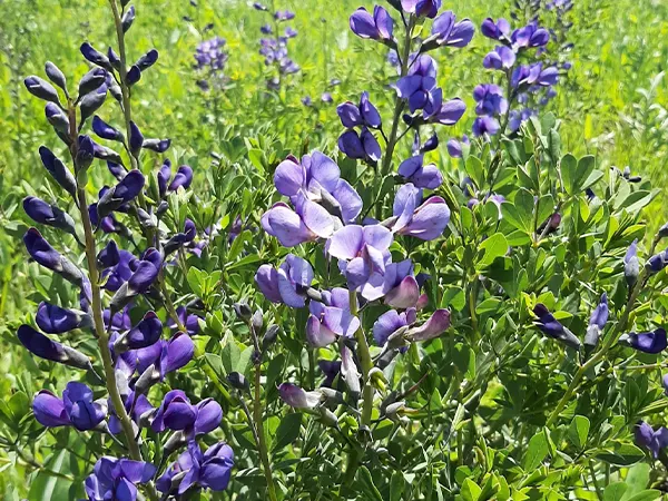 Indigo Plant