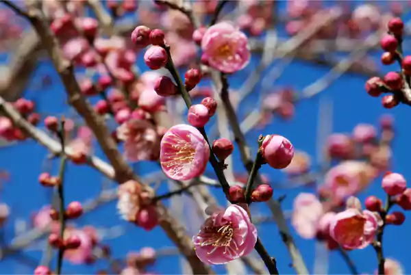 Japanese Flowering Apricot