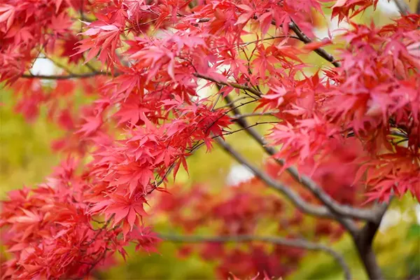 Japanese Maple