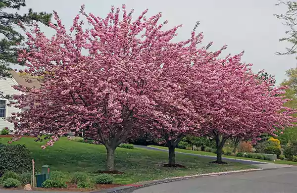 Kwanzan Cherry