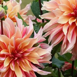 Labyrinth Dinner Plate Dahlia