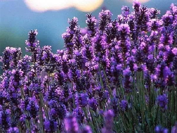 Lavender Plant