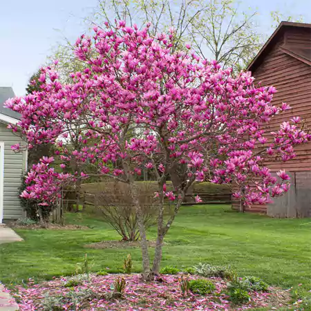 Magnolia Tree