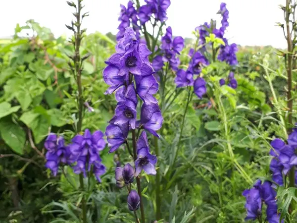 Monkshood Plant