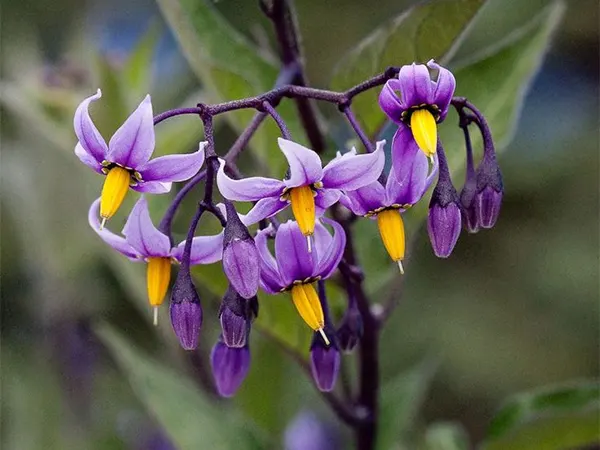 Nightshade Plant