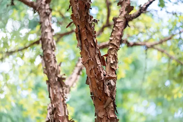 Paperbark Maple