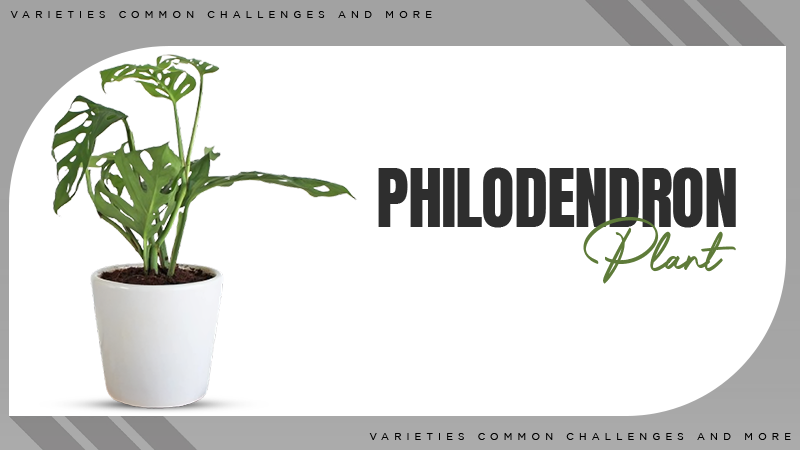 Philodendron