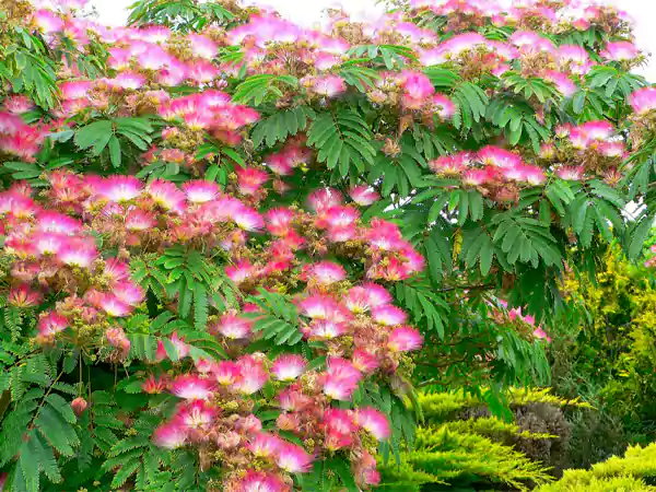 Pink Mimosa