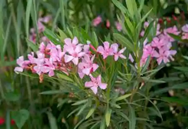 Pink Oleander